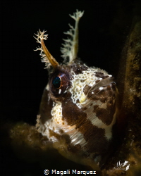 Longhorn Blenny with Marelux SOFT snoot by Magali Marquez 